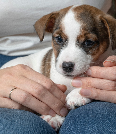 como cuidar cachorros recien nacidos