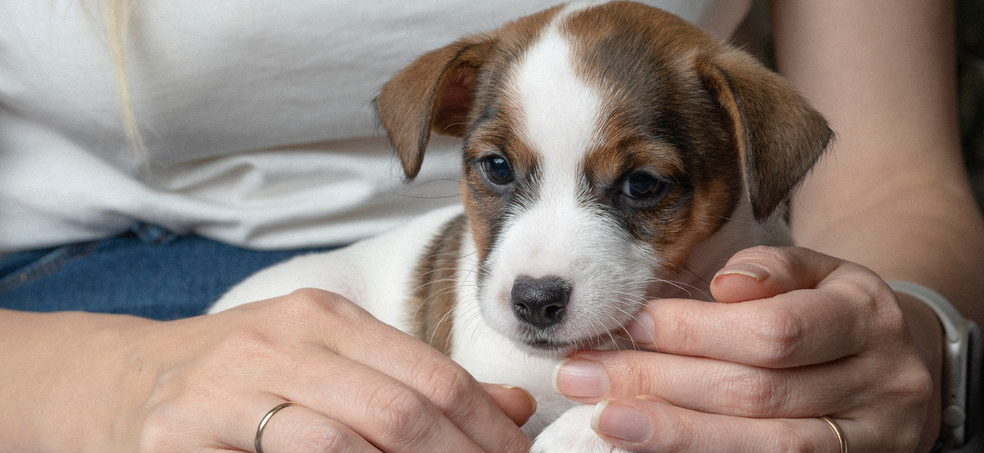 como cuidar cachorros recien nacidos