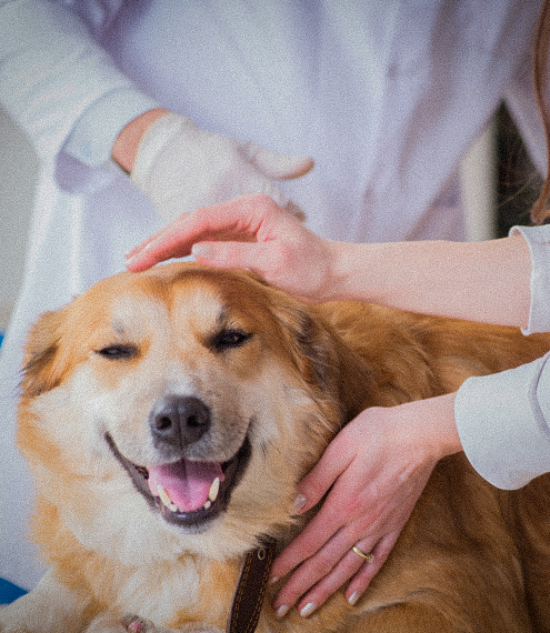 medicamento para pulgas y garrapatas en perros