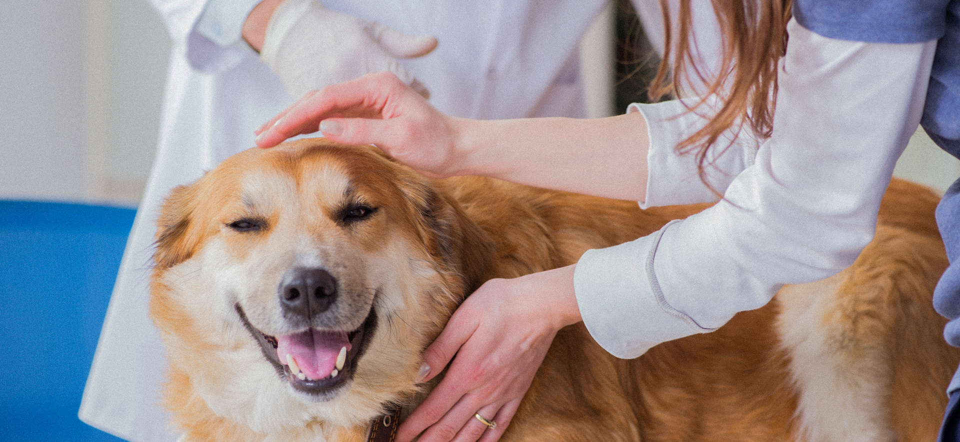 medicamento para pulgas y garrapatas en perros