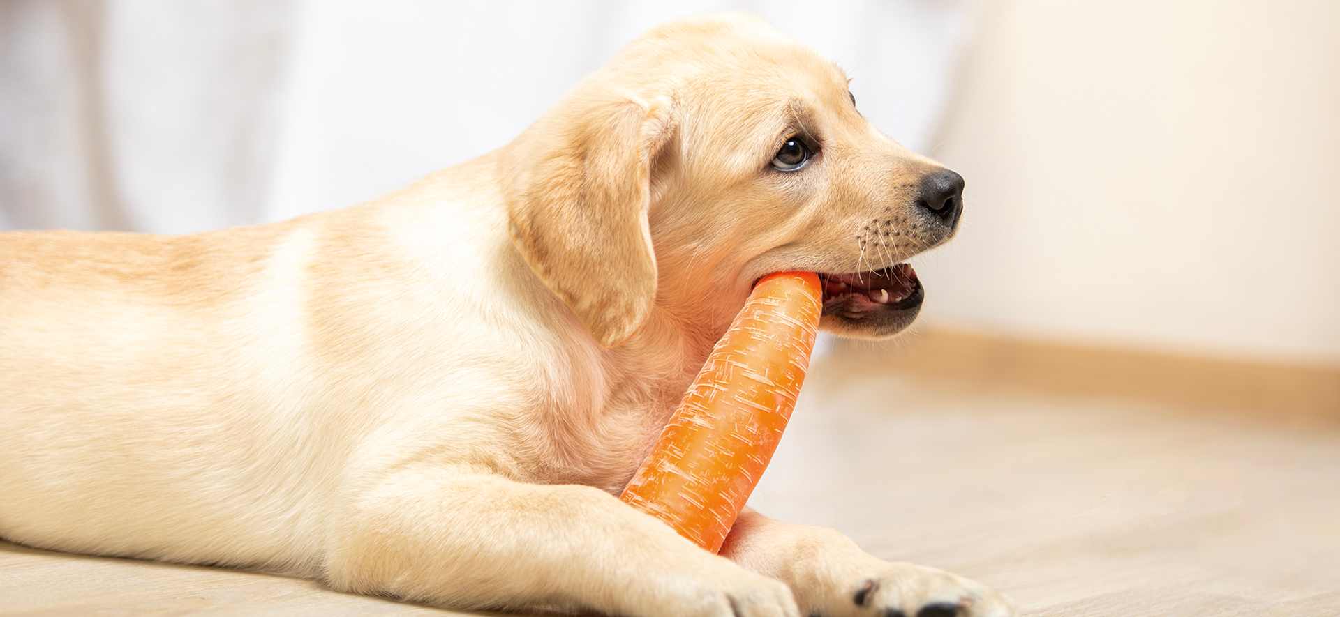 ¿Cuántas zanahorias le puedo dar a mi perro al día?