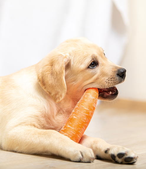 ¿Cuántas zanahorias le puedo dar a mi perro al día?