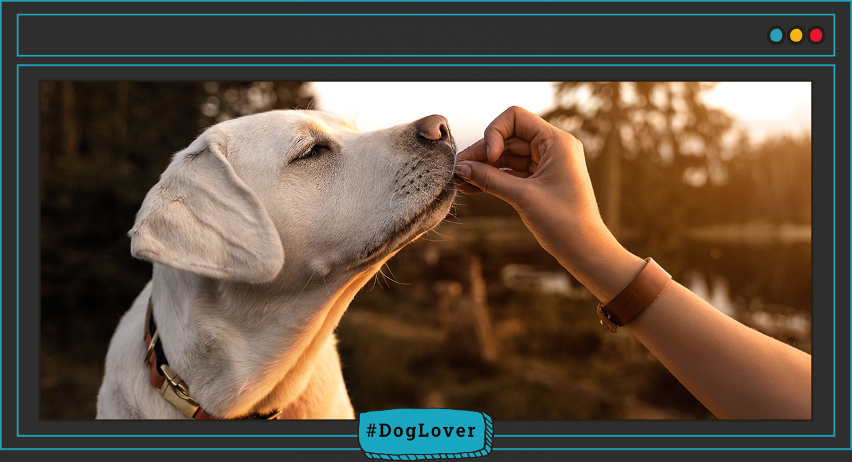 ¿pueden los perros comer zanahoria?,