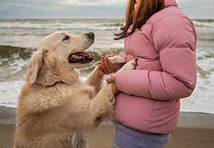 Los cambio de clima y tu perro: lo que necesitas saber