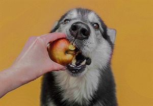 ¿Qué frutas puede comer tu perro y que efectos tienen?