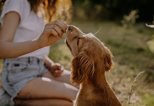 LO QUE DEBES SABER SOBRE LA PROTEÍNA DE TU PERRO