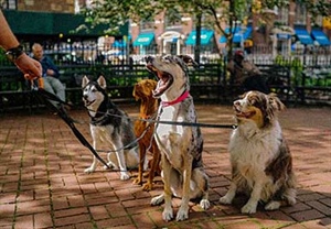 8 TIPS PARA HALLAR LA GUARDERÍA ADECUADA PARA TU PERRO