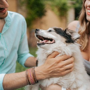 AROMATERAPIA Y ACEITES PARA RELAJAR A TU PERRO