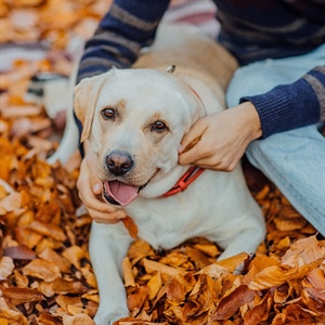 TIPOS DE PERROS DE TERAPIA