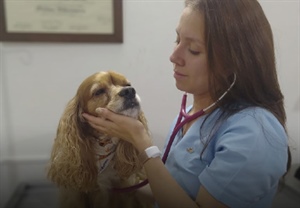 LA ALIMENTACIÓN EN UN PERRO SENIOR