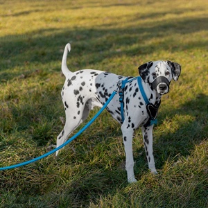 ¿QUÉ PERROS DEBEN LLEVAR BOZAL?