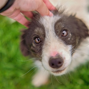 HONGOS EN PERROS: CAUSAS Y TRATAMIENTOS