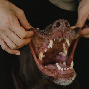 CÓMO CUIDAR LOS DIENTES DE TU PERRO