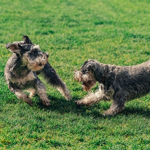 CURIOSIDADES DE LAS RELACIONES ÍNTIMAS EN PERROS