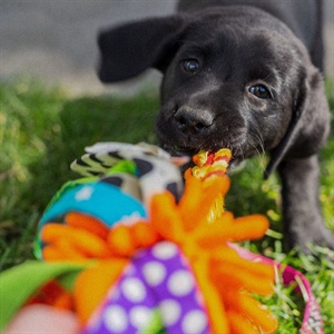 JUGUETES IDEALES PARA CACHORROS