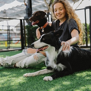 El BORDER COLLIE: UNA RAZA INTELIGENTE