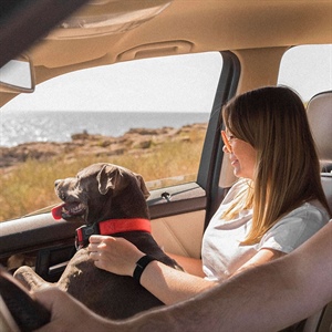 ¡TIPS PARA VIAJAR CON TU PERRO! UNA AVENTURA JUNTOS