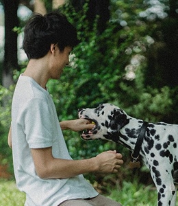 ENTRENAMIENTO AVANZADO PARA PERROS: LO QUE DEBES SABER