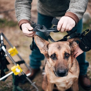 CUIDADOS PARA UN PERRO CON DISCAPACIDAD