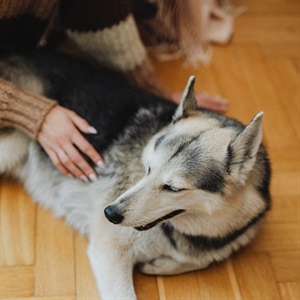 CÓMO SABER SI TU PERRO ES ESTÉRIL