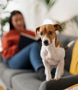 EL GLUTEN EN EL ALIMENTO DE TU PERRO:TODO LO QUE DEBES SABER