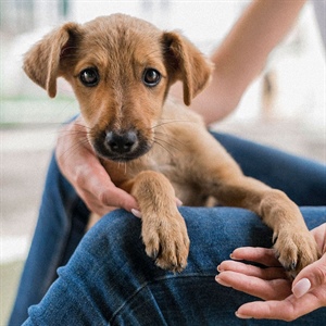 FLY CATCHING- SINDROME EN PERROS