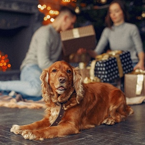 PLANEA LA PRÓXIMA AVENTURA CON TU PERRO EN ESTA NAVIDAD