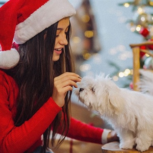 ¿QUÉ NO PUEDE COMER TU PERRO EN TEMPORADA DE FIN DE AÑO?