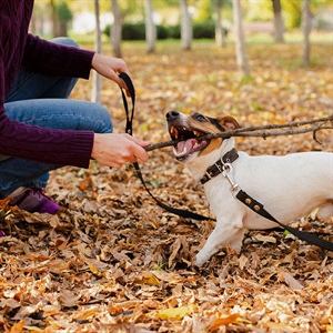 EL VÍNCULO ESPECIAL ENTRE UN DOG LOVER Y SU PERRO