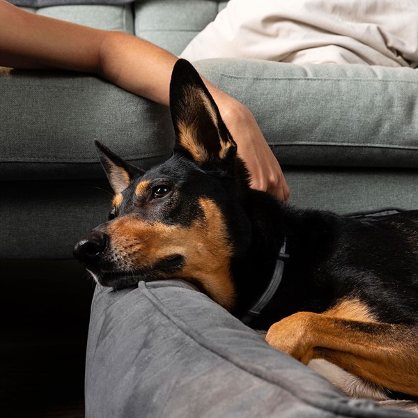 CONOCE LAS EMOCIONES DE TU PERRO ¿ABURRIMIENTO O TRISTEZA?