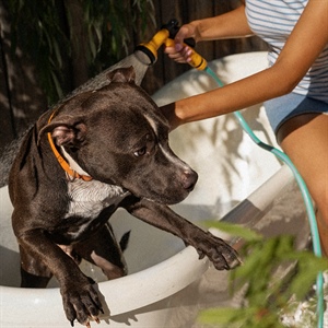 GOLPE DE CALOR EN PERROS