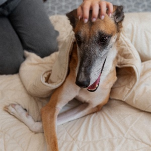 ¿CÓMO EVITAR EL MAREO EN TU PERRO?