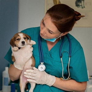 10 RED FLAGS DE UN VETERINARIO