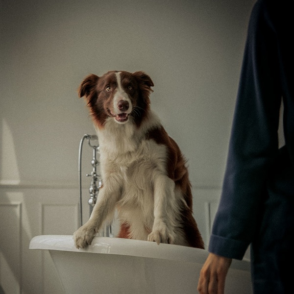 Tips para bañar a tu perro mientras ahorras agua