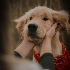 Descubre los beneficios del triptófano en mascotas