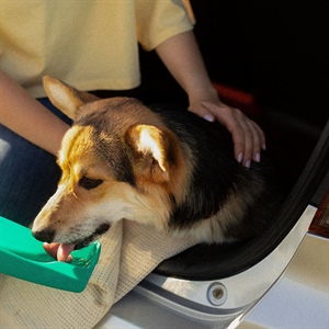 Guía completa para viajar con tu perro