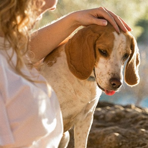 ¿Cómo hacer senderismo con tu perro?