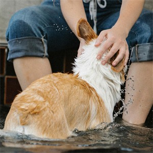 Deportes acuáticos para perros