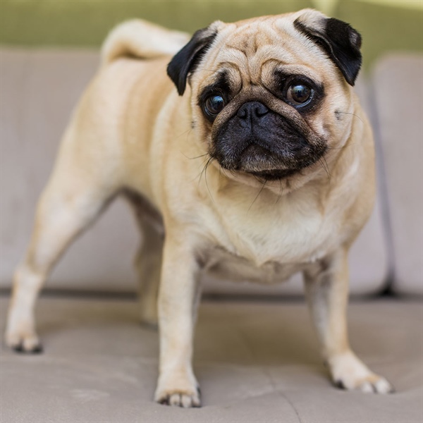 Diferencias entre vómitos agudos y crónicos en perros