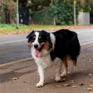 ¿Artritis y artrosis en los perros son lo mismo?