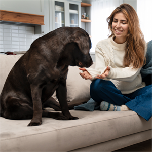 Cómo detectar y tratar la obesidad en perros