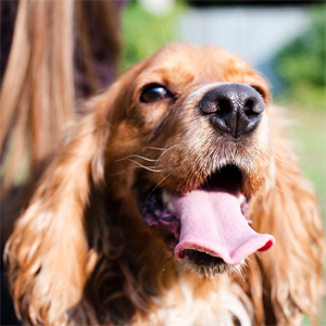 ¿Tu perro tiene mal aliento? Esto puedes hacer