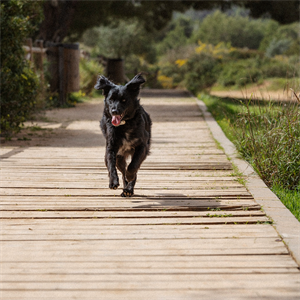 Cómo mantener a tu perro en su peso ideal con Nutriss