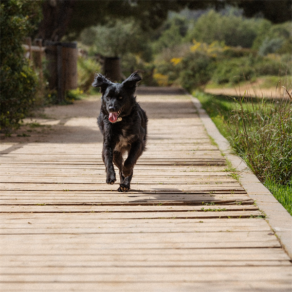 Cómo mantener a tu perro en su peso ideal con Nutriss