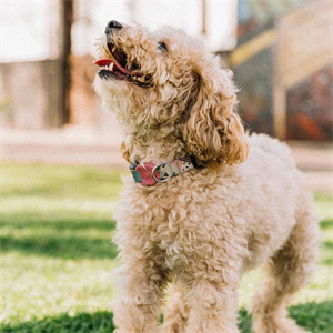 ¿Por qué los perros babean?