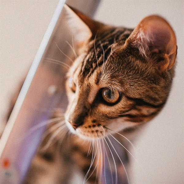 Guía para alimentar a un gato en todas sus etapas