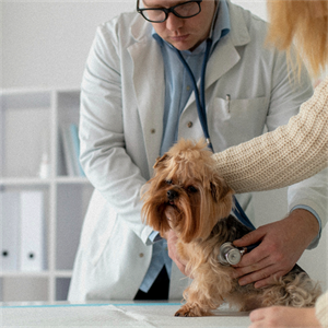 Cáncer de mama en perros: esto debes saber