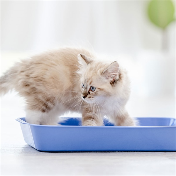 Cómo entrenar a un gato para que use el arenero