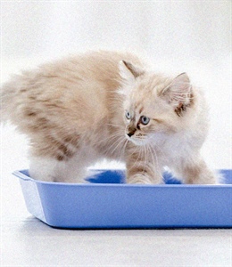Cómo entrenar a un gato para que use el arenero