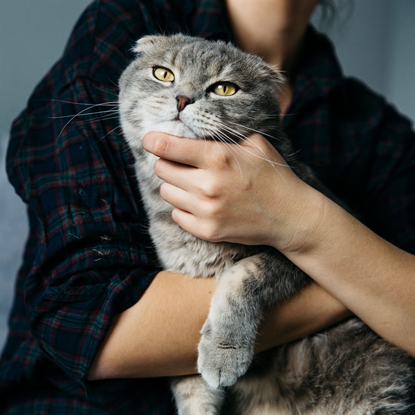 Enfermedades comunes en gatos y sus síntomas